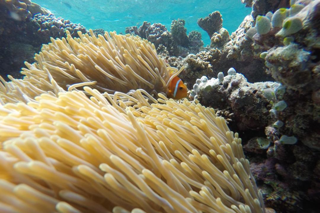 Photo of Others in Rasdhoo