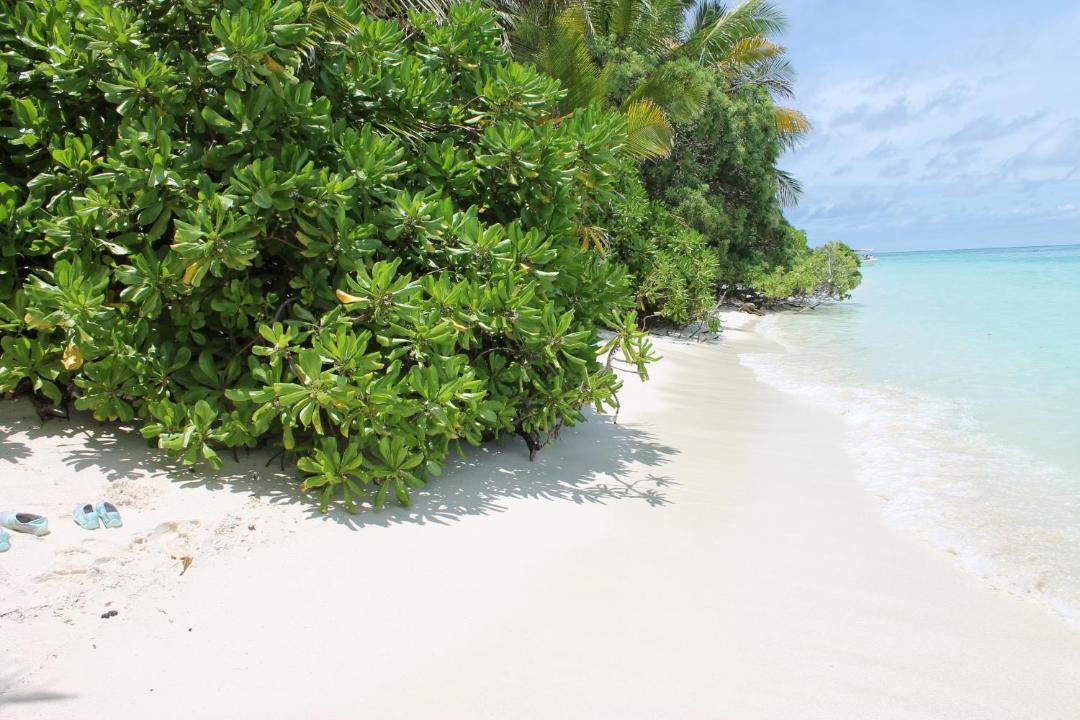 Photo of Others in Thoddoo