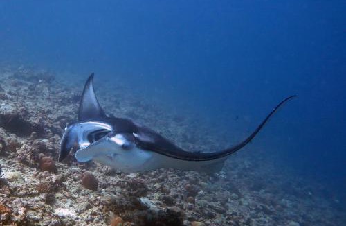 Dhigurah House | Boutique Beach All Inclusive Diving Hotel