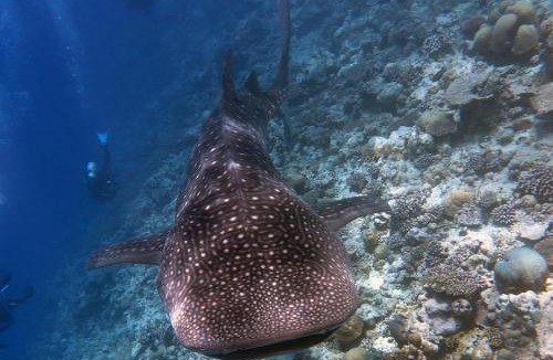Dhigurah House | Boutique Beach All Inclusive Diving Hotel