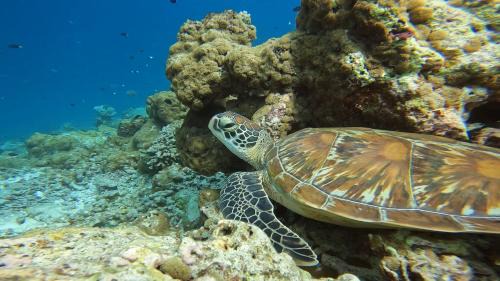 Dharavandhoo Hotel | LVIS blancura Hotel